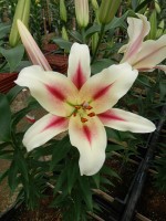 [4155 Nymph No02.JPG]